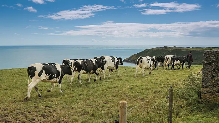 TEAGASC: Several factors to consider when preparing a herd for breeding Image