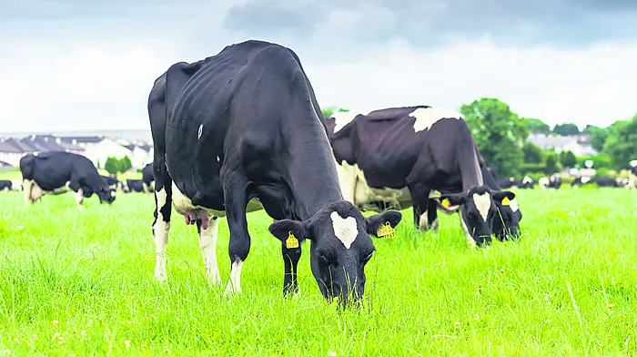 TEAGASC: Good grassland management now will pay dividends later Image