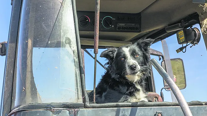 REXIE ON THE MIZEN Keeping an eye on the work Image