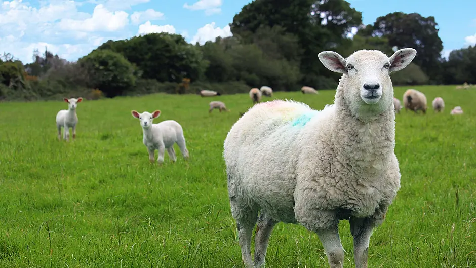 TEAGASC: Key nutrition and handling advice to maximise performance of lambs Image