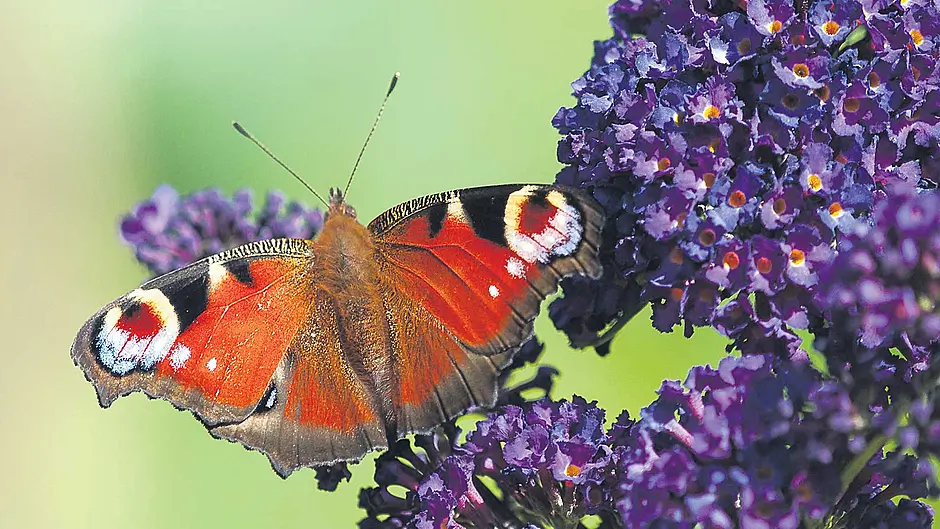 GARDENING: Tips to stay a step ahead of weeds Image