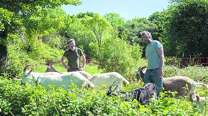 Goats causing quite the ‘Buzz’ at Bantry House and gardens Image