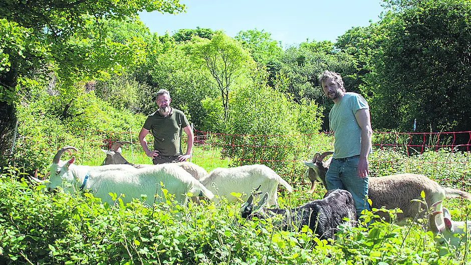 Goats causing quite the ‘Buzz’ at Bantry House and gardens Image