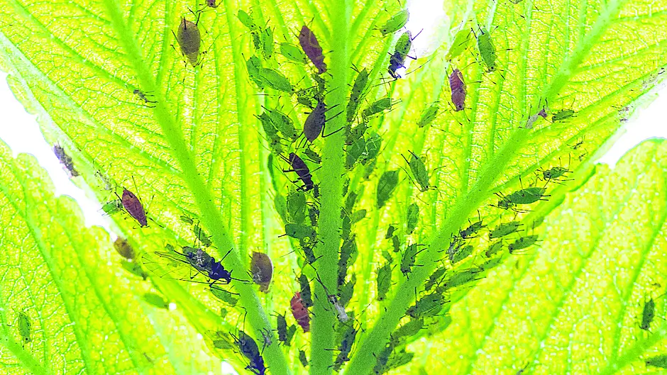 GARDENING: Watch out for greenfly and early blight Image