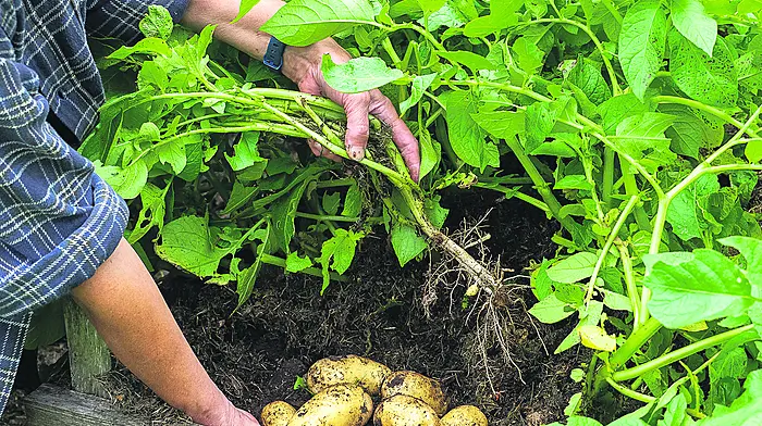 GARDENING: Time to pick, eat and enjoy Image