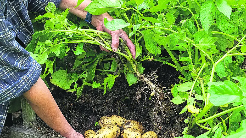 GARDENING: Time to pick, eat and enjoy Image