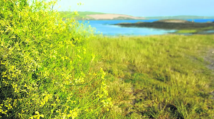WILDLIFE: Mizen moss was medieval loo roll! Image