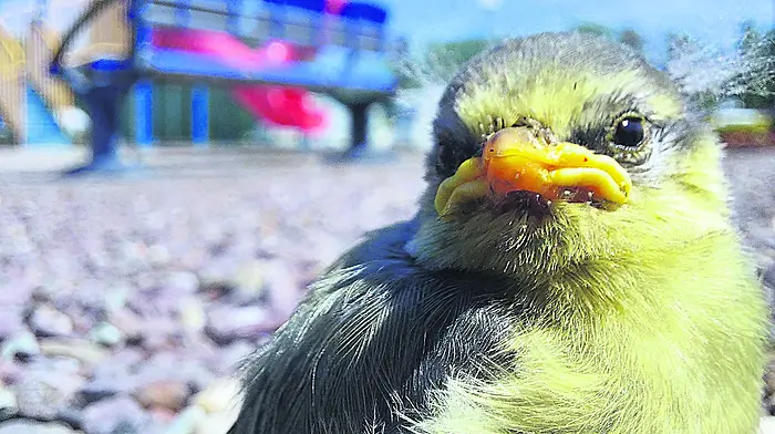 Reader’s Picture of the Week Image