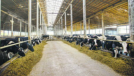 Average West Cork dairy farm has 80 cows and is run by a male farmer (55) Image