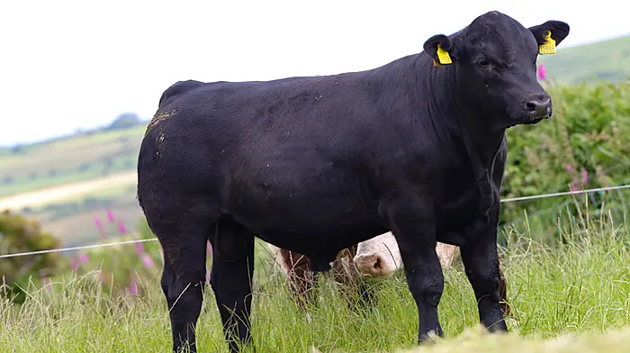 Clonakilty bred pedigree cattle sale attracts overseas buyers Image