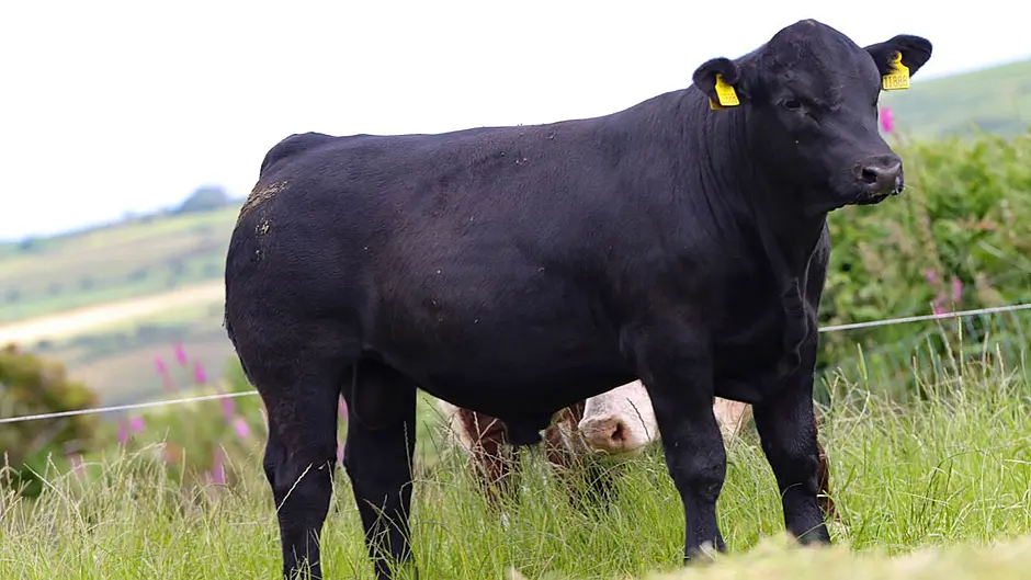 Clonakilty bred pedigree cattle sale attracts overseas buyers Image