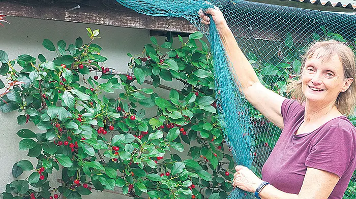 GARDENING: Time to enjoy garden delights Image