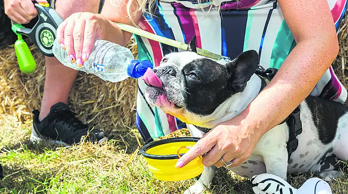 French bulldog Kylo takes a drink of water on a hot afternoon at the vintage festival in Robert’s Cove (Photo: David Creedon)