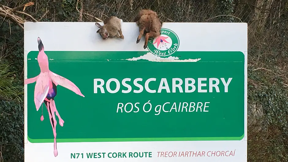 Shocking sight of another fox draped on sign Image