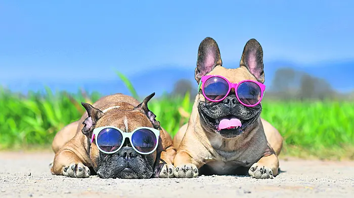 WOMAN ON THE VERGE: Huffed and puffed through the heatwave Image