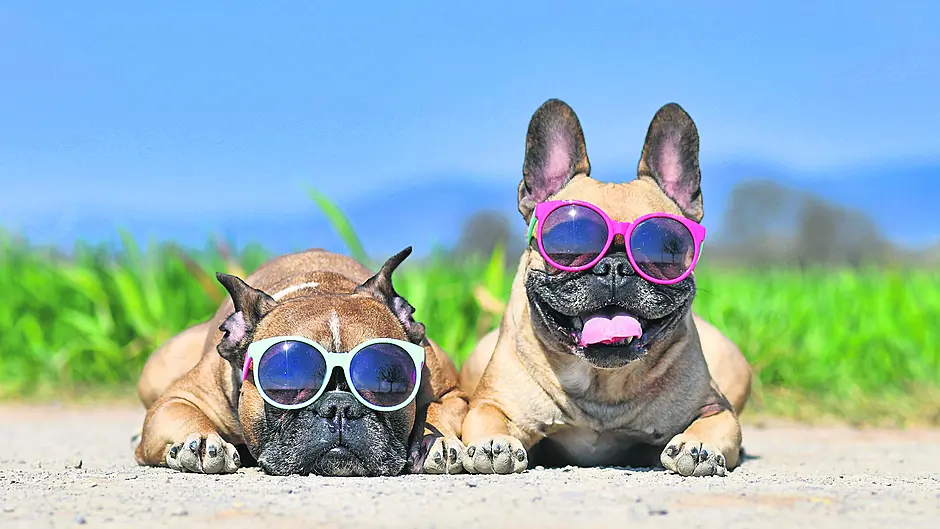 WOMAN ON THE VERGE: Huffed and puffed through the heatwave Image