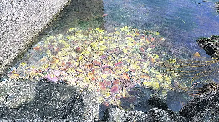 Stinking crabs dumped at popular swimming spot outside Skibbereen Image