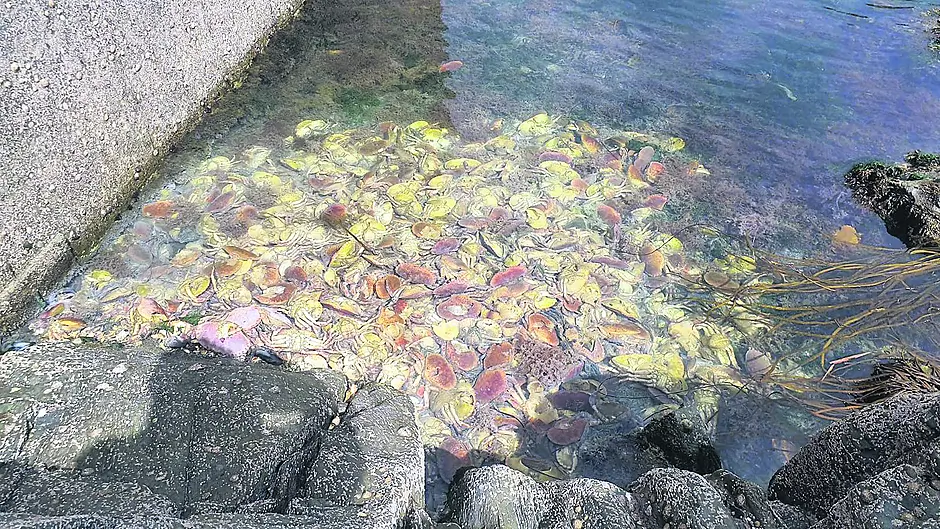 Stinking crabs dumped at popular swimming spot outside Skibbereen Image