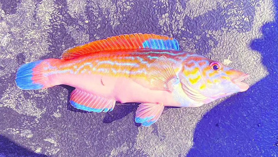 Rare ‘visiting’ fish hooked off Sherkin Image