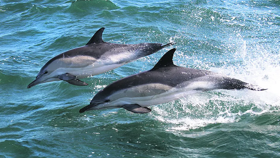 Tell me about … running a whale watching business Image