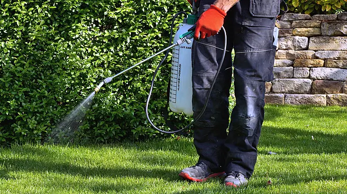 Staff out spraying to kill off knotweed are all ‘wearing full PPE’ says Council Image