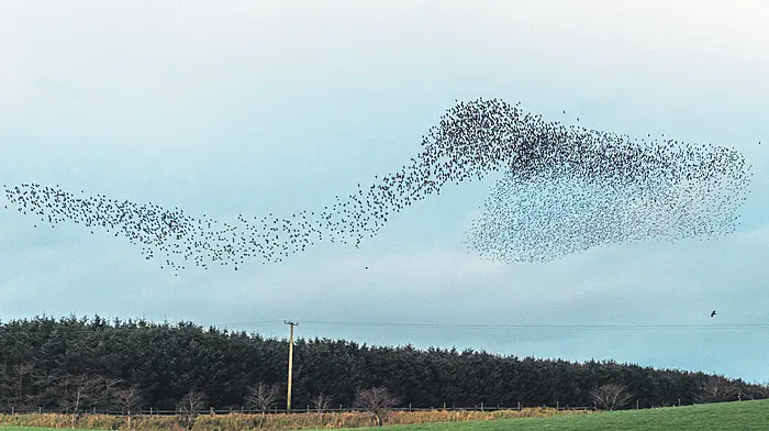 FLIGHTS OF FANCY: Startling starling show over Timoleague Image