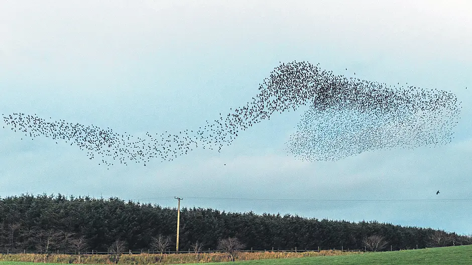 FLIGHTS OF FANCY: Startling starling show over Timoleague Image