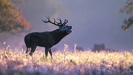 Wonders of West Cork’s Ice Age Image