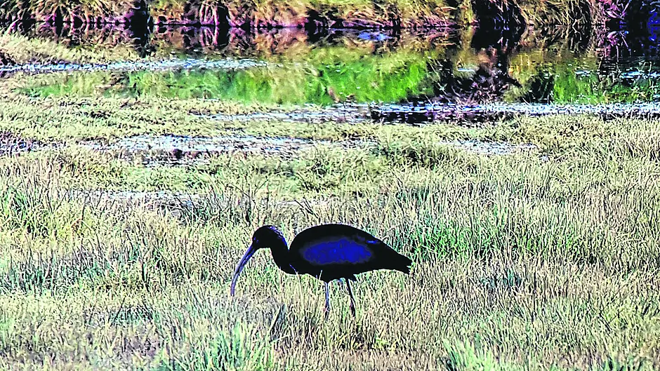 Rare Glossy Ibis may not be so rare here any more Image