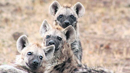WILDLIFE: Spotted hyena once hunted here Image