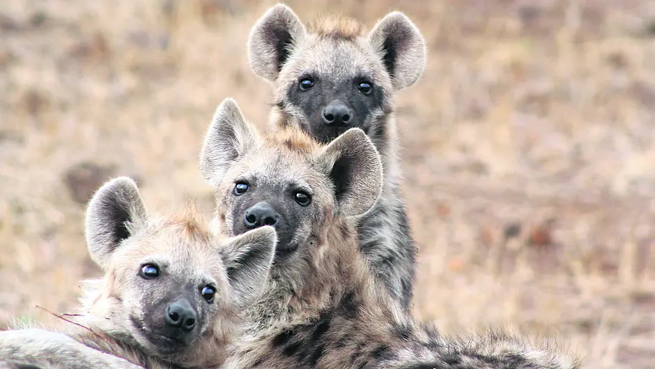 WILDLIFE: Spotted hyena once hunted here Image