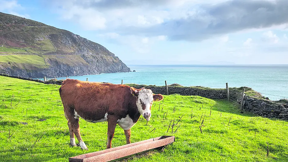 Dairy exports see a record year in 2021 – despite the challenges Image