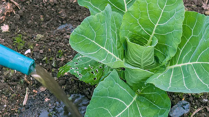 March on! Plenty to do in the garden Image