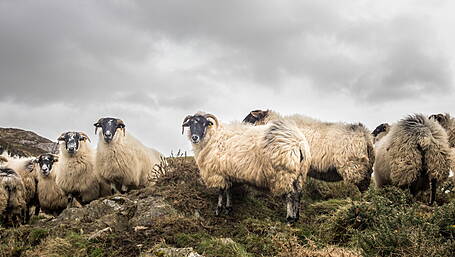 Sheep and hill farmers to meet in Ballylickey Image