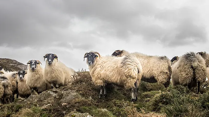Sheep and hill farmers to meet in Ballylickey Image