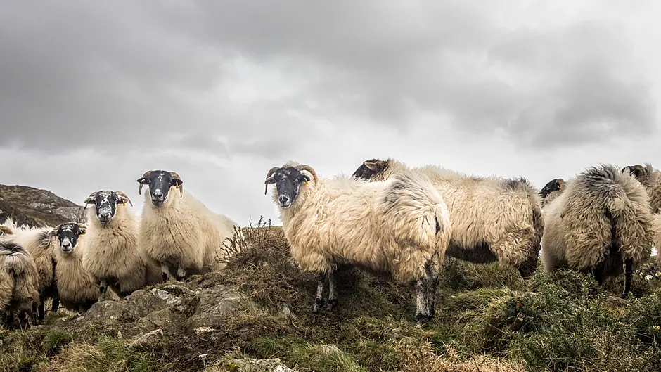 Sheep and hill farmers to meet in Ballylickey Image