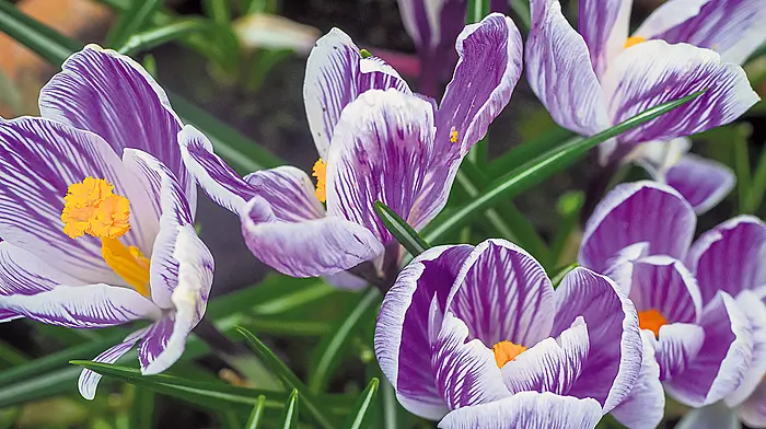 GARDENING: Time to get sowing tomato plants Image