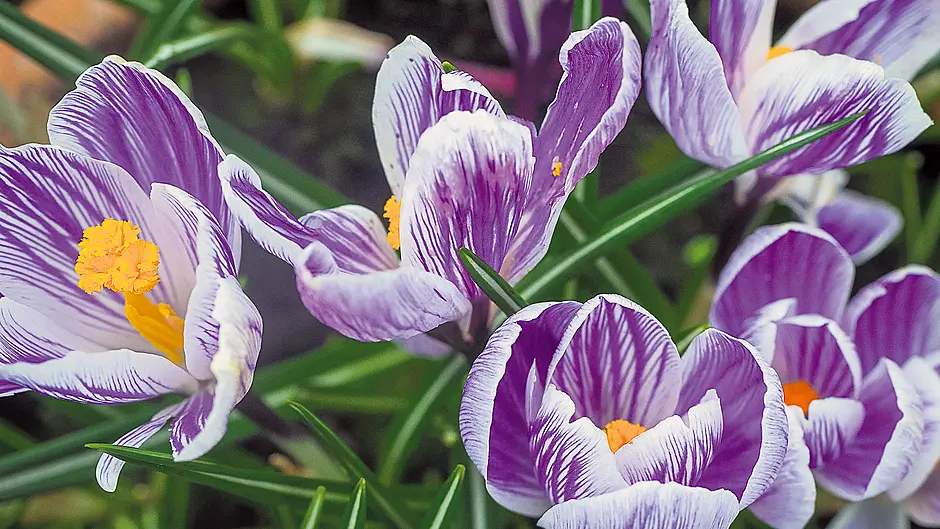 GARDENING: Time to get sowing tomato plants Image