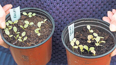 GARDENING: March is month for planting Image