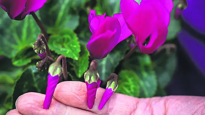 Check for new flower buds.