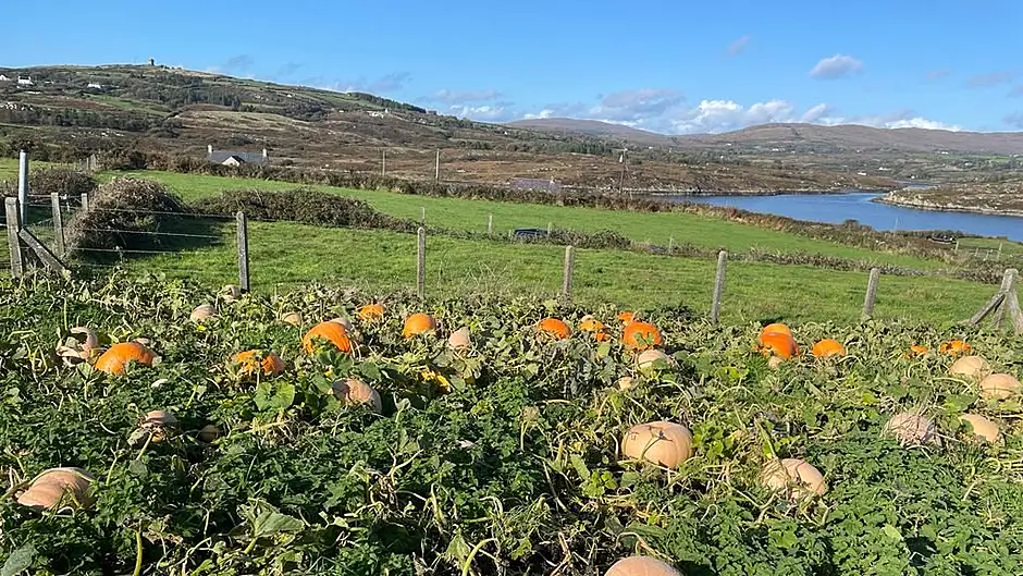 Five things to do in West Cork this weekend Image