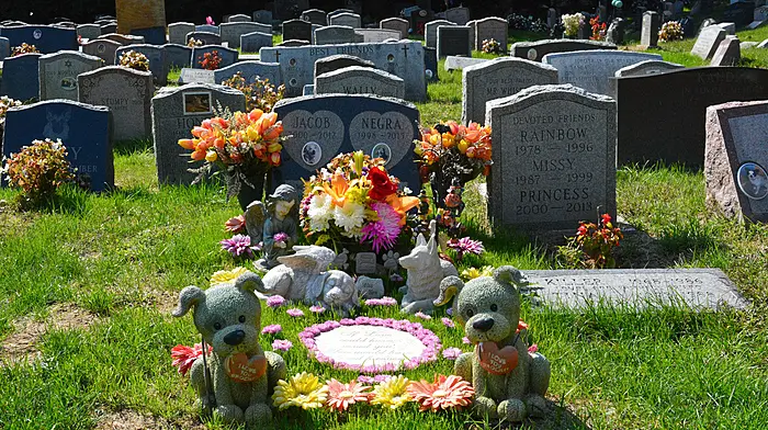 Burials of pets should also be ‘respectful’ Image