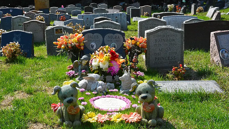 Burials of pets should also be ‘respectful’ Image