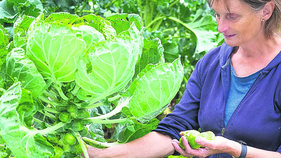 GARDENING: Sprouts aren’t just for Christmas Image