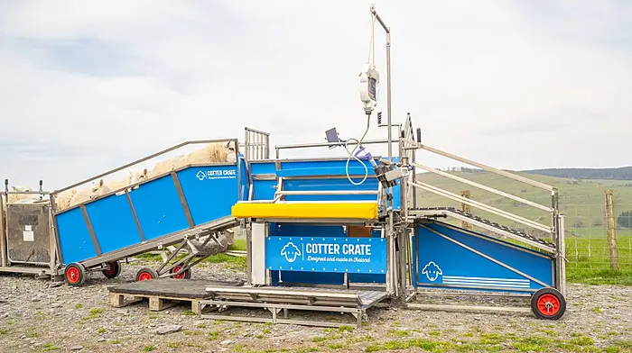 Sheep organics and Cotter Crate open day Image