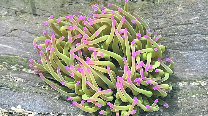 Rockpooling on our coastline Image