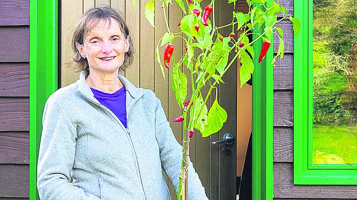 GARDENING: Enjoy winter’s colour palette Image