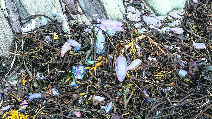 Public urged to log Man O’War sightings Image