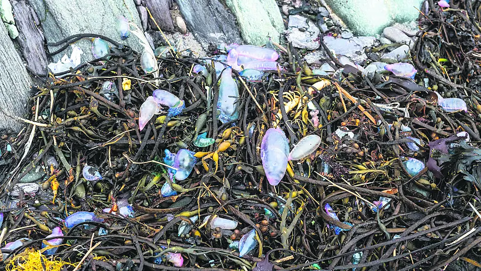 Public urged to log Man O’War sightings Image