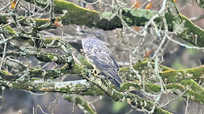WILDLIFE: The Common Buzzard: a case of mistaken identity Image